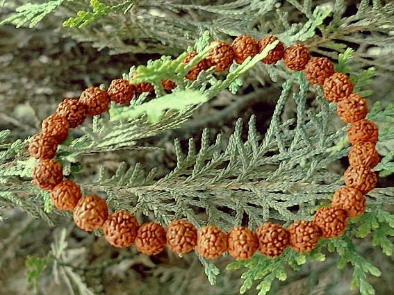 5 मुखी रुद्राक्ष ब्रेसलेट