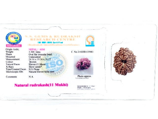 11 मुखी रुद्राक्ष (11 Mukhi Rudraksh)