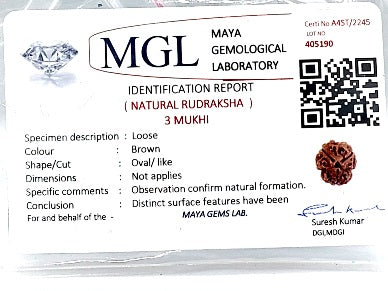 3 मुखी रुद्राक्ष (3 Mukhi Rudraksh)