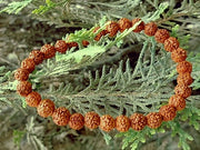 5 मुखी रुद्राक्ष ब्रेसलेट (5 Mukhi Rudraksh Bracelet)