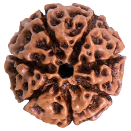 7 मुखी रुद्राक्ष (7 Mukhi Rudraksh)