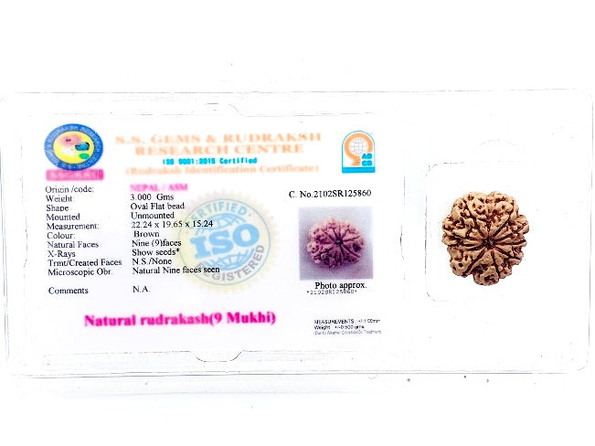 9 मुखी रुद्राक्ष (9 Mukhi Rudraksh)