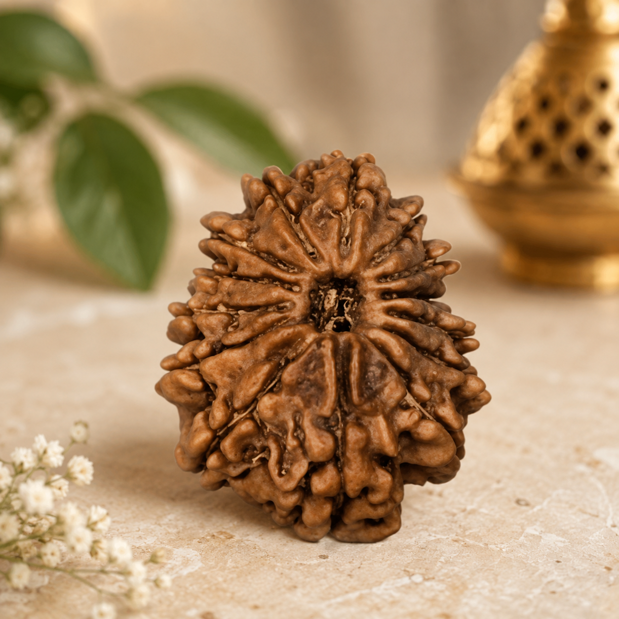 14 मुखी रुद्राक्ष (14 Mukhi Rudraksh)