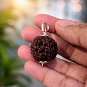 5 मुखी रुद्राक्ष 24 से 28 mm size मेटल कैप में (5 Mukhi Rudraksh 24 to 28 mm Size in Metal Cap) (Nepali - Lab Certified)