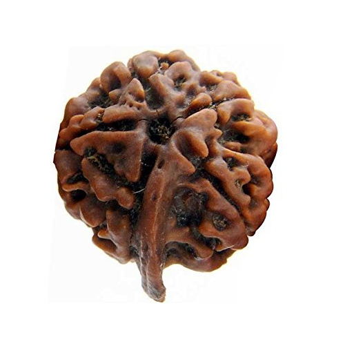 गणेश रुद्राक्ष (Ganesh Rudraksh)