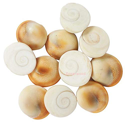 गोमती चक्र 11 नग (Gomati Chakra 11 Piece)