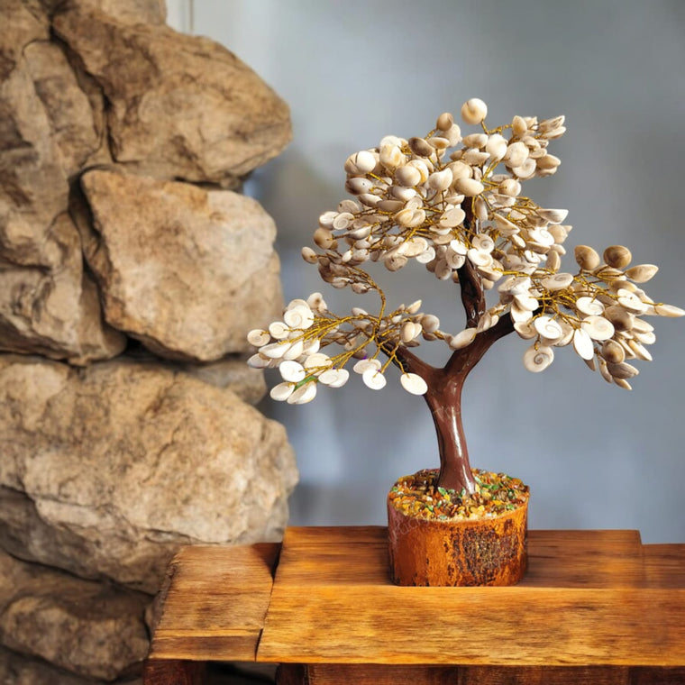 गोमती चक्र ट्री (Gomati Chakra Tree)