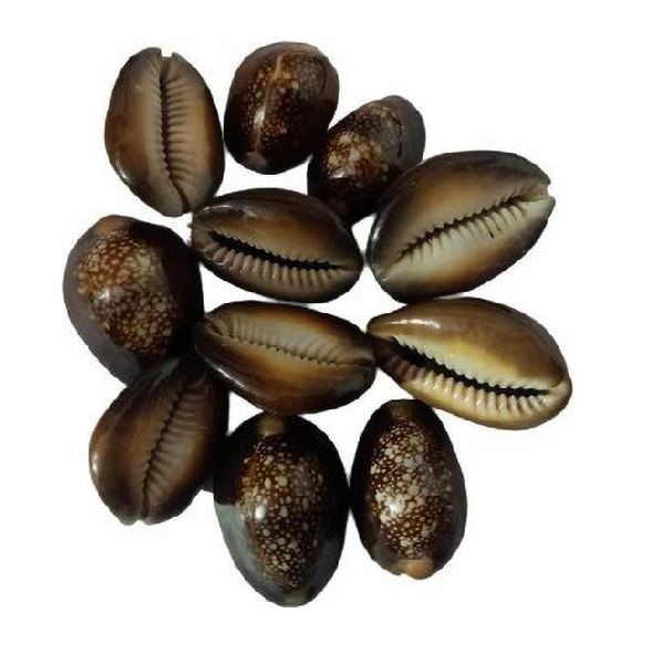 काली कौड़ी 11 नग (Kali Kaudi 11 Piece)