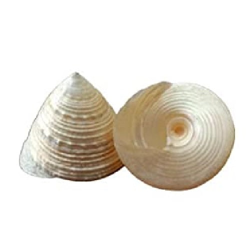 मोती शंख (Moti Shankh) (2 पीस)