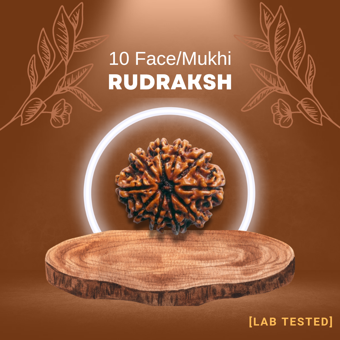 10 मुखी रुद्राक्ष (10 Mukhi Rudraksh)