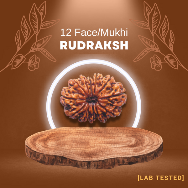 12 मुखी रुद्राक्ष (12 Mukhi Rudraksh)
