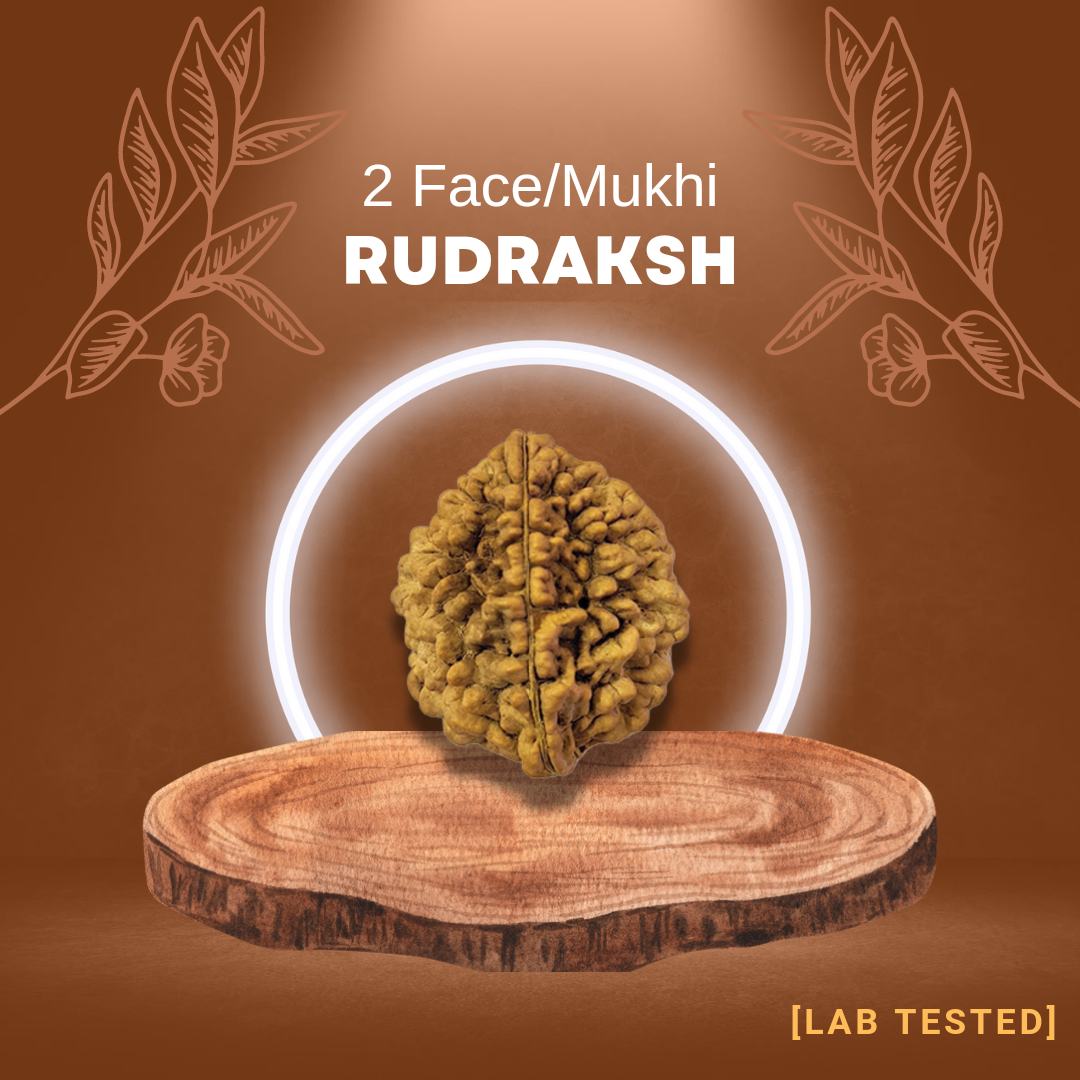 2 मुखी रुद्राक्ष (2 Mukhi Rudraksh)
