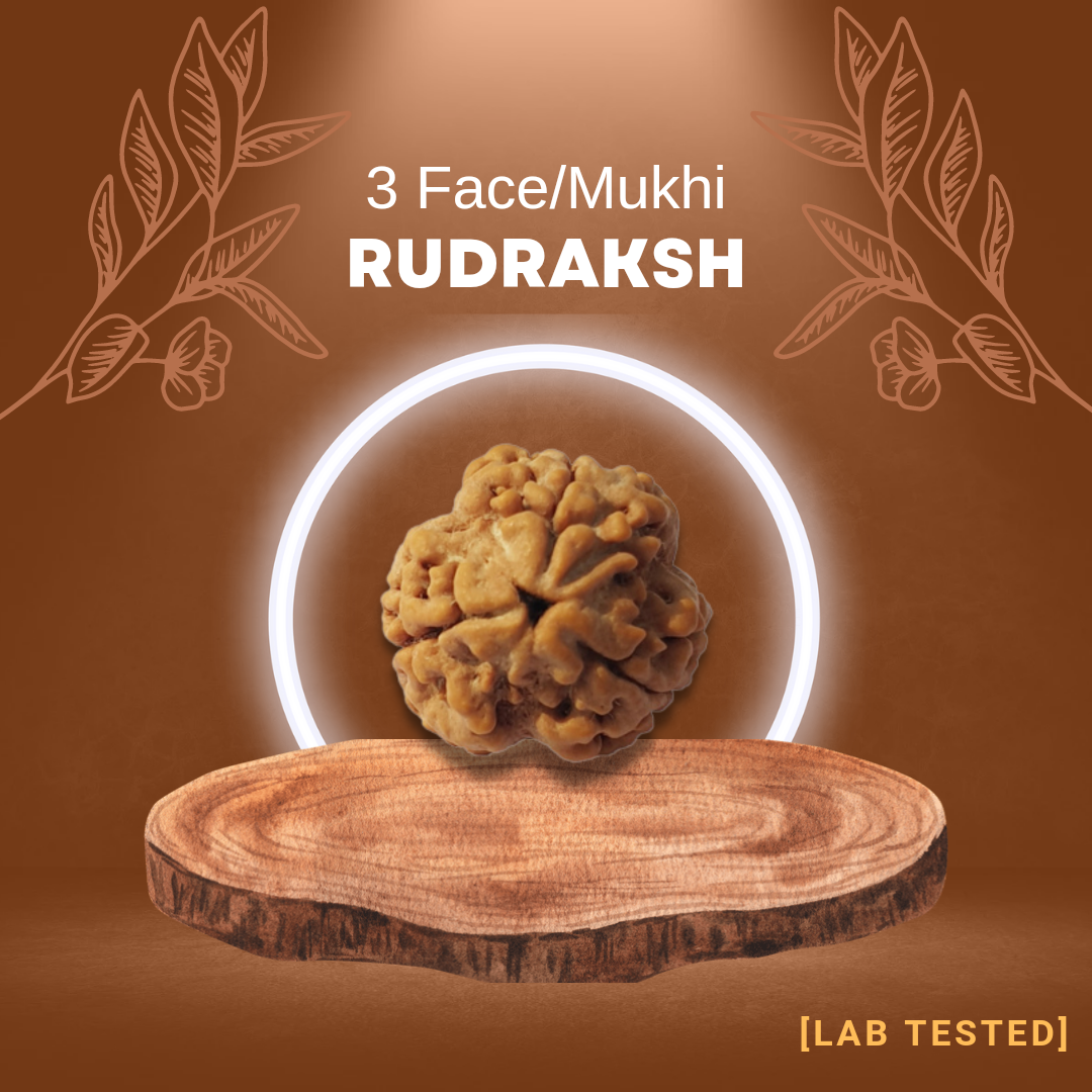 3 मुखी रुद्राक्ष (3 Mukhi Rudraksh)
