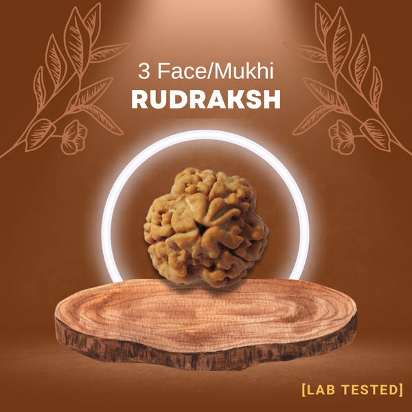 3 मुखी रुद्राक्ष (3 Mukhi Rudraksh)