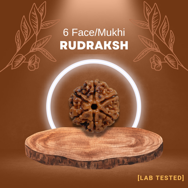 6 मुखी रुद्राक्ष (6 Mukhi Rudraksh)