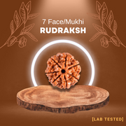 7 मुखी रुद्राक्ष (7 Mukhi Rudraksh)