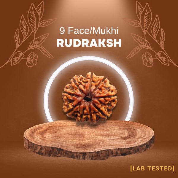 9 मुखी रुद्राक्ष (9 Mukhi Rudraksh)