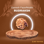 गणेश रुद्राक्ष (Ganesh Rudraksh)