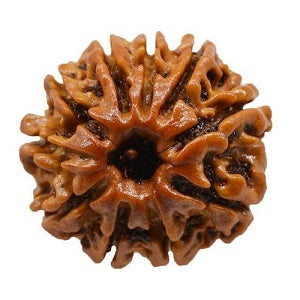 10 मुखी रुद्राक्ष (10 Mukhi Rudraksh)