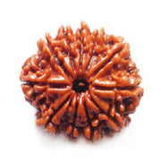 11 मुखी रुद्राक्ष (11 Mukhi Rudraksh)