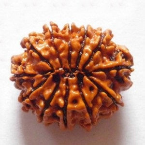 12 मुखी रुद्राक्ष