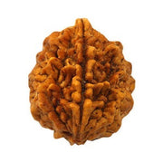 2 मुखी रुद्राक्ष (2 Mukhi Rudraksh)