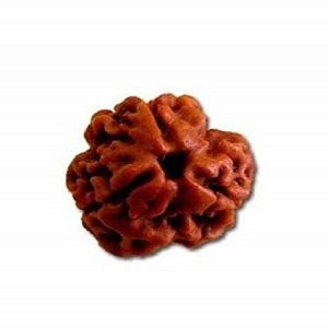 3 मुखी रुद्राक्ष (3 Mukhi Rudraksh)