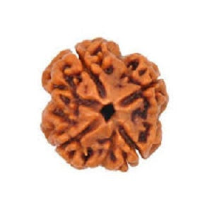 4 मुखी रुद्राक्ष (4 Mukhi Rudraksh)