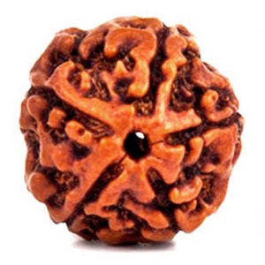 5 मुखी रुद्राक्ष (5 Mukhi Rudraksh)