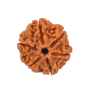 6 मुखी रुद्राक्ष (6 Mukhi Rudraksh)