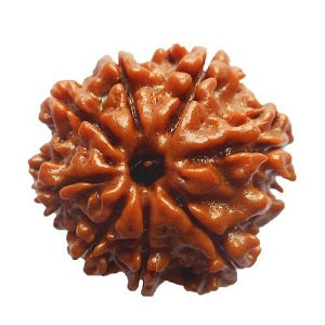 8 मुखी रुद्राक्ष (8 Mukhi Rudraksh)