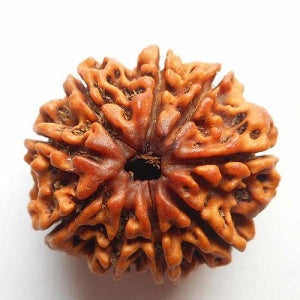 9 मुखी रुद्राक्ष (9 Mukhi Rudraksh)